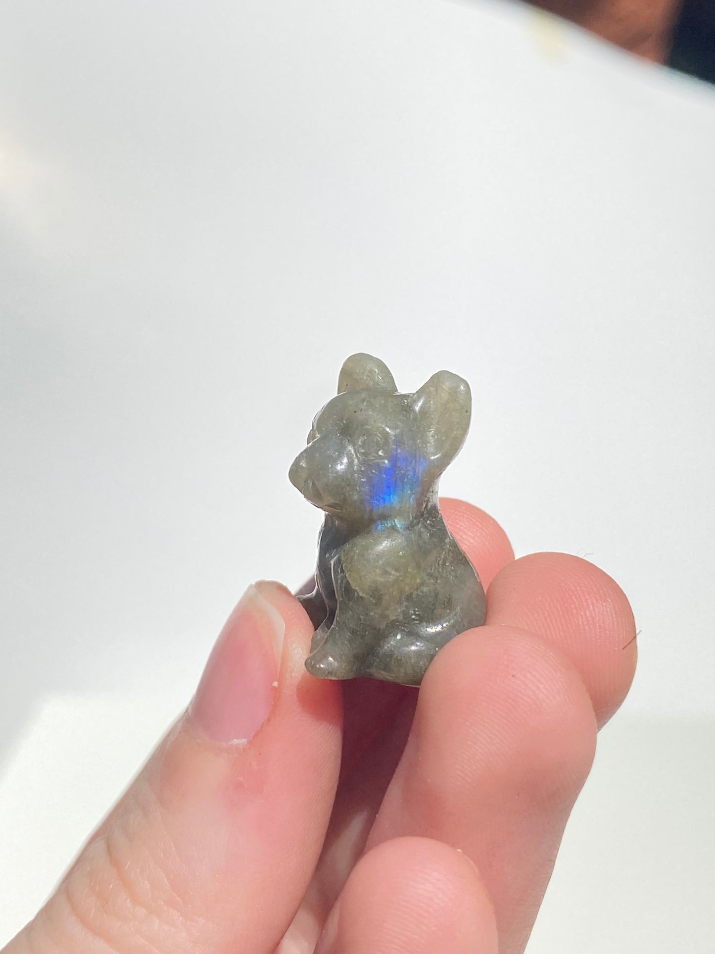 Micro Mini Dog