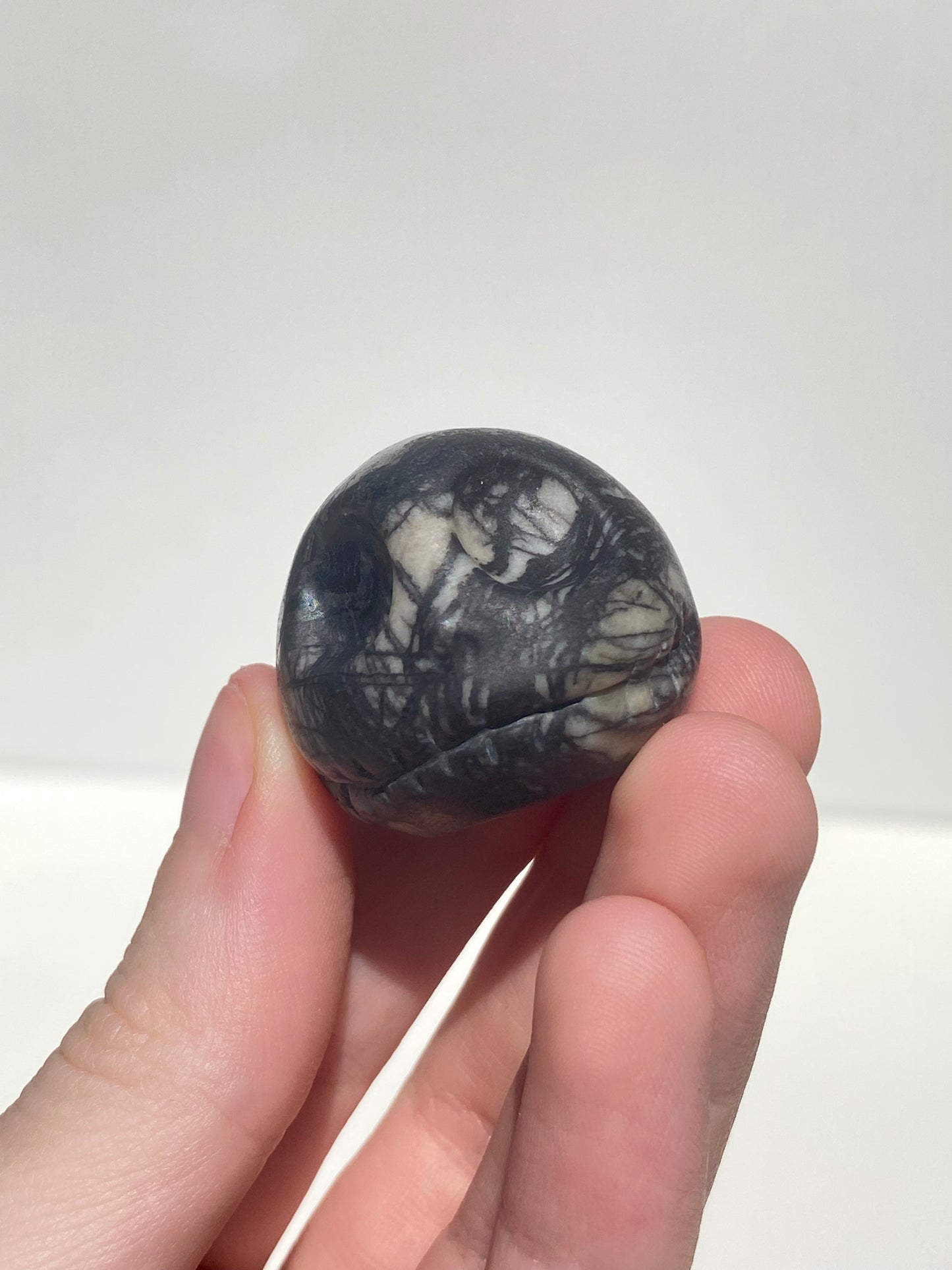 Spider Jasper Jack
