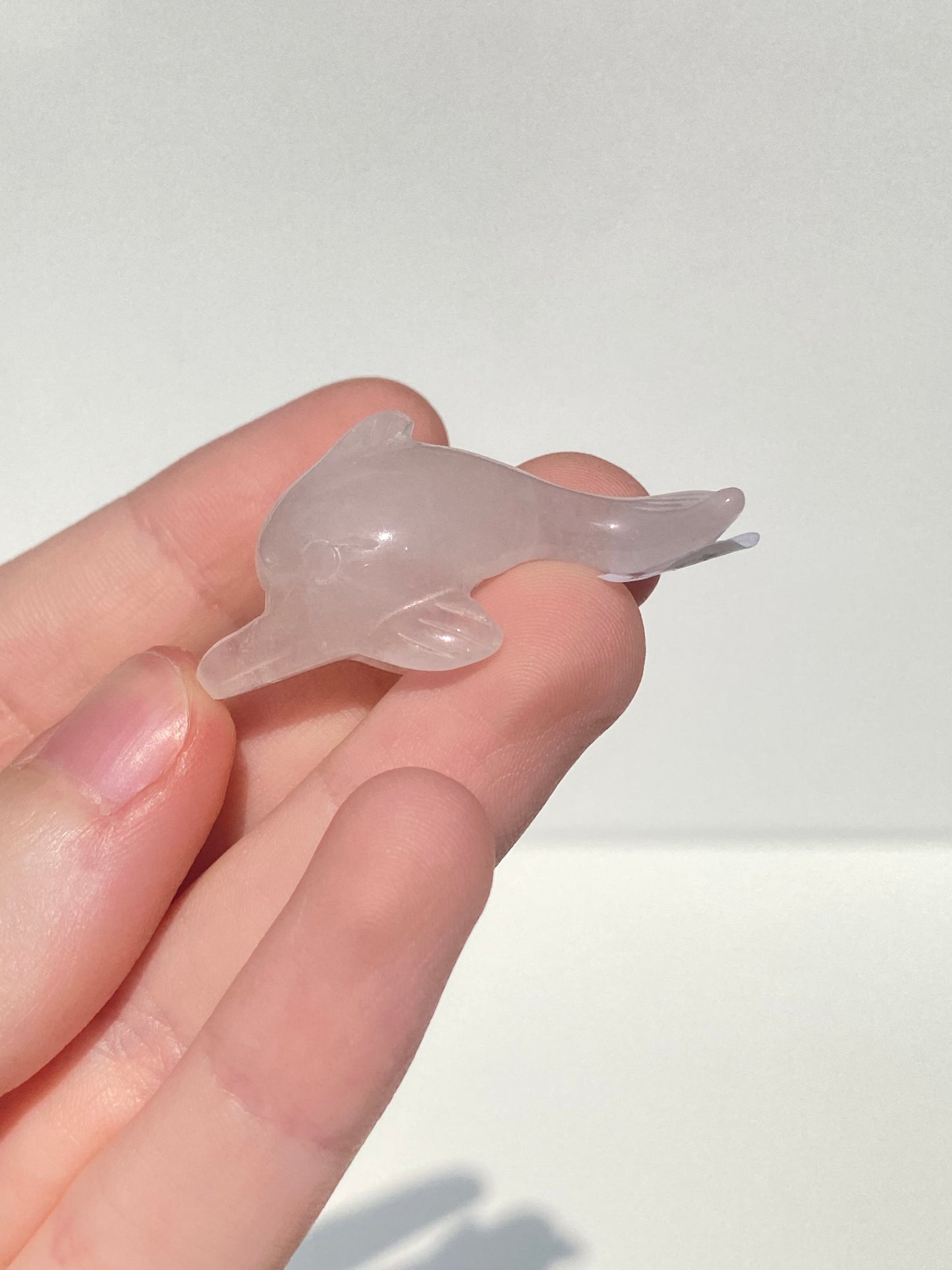 Mini Dolphin