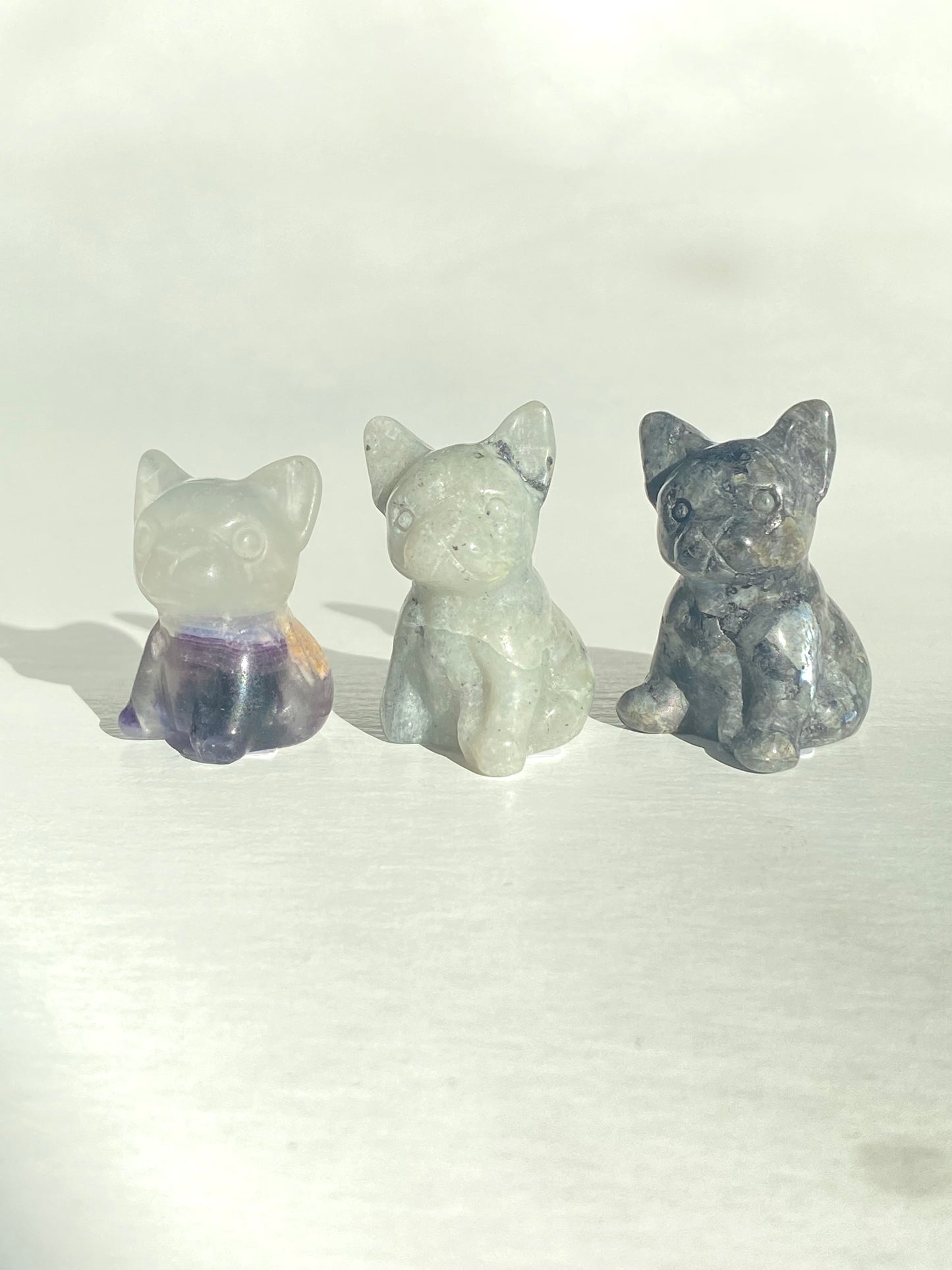 French Bulldog