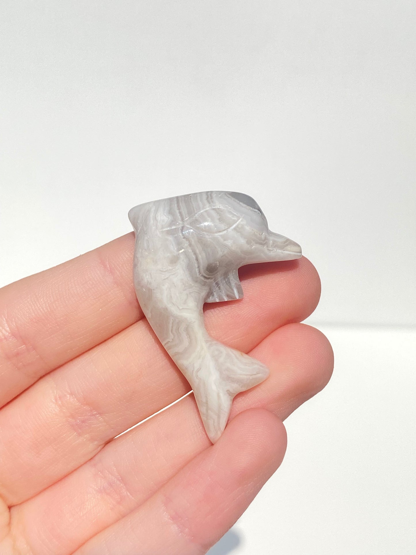 Mini Dolphin